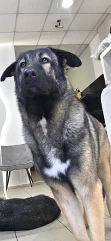 DIAS (ΔΙΑΣ), male young Mixed Breed for adoption at Dogs Voice, Athens