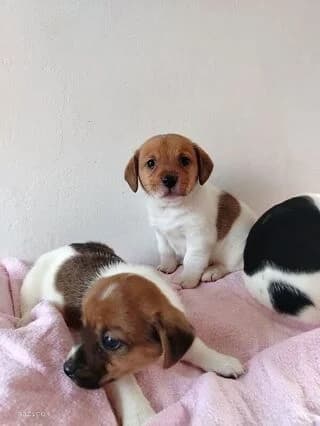 Tzak Rasel-tell (Τζακ Ράσελ-tell),  puppy Mixed Breed for adoption at Dogs Voice, Athens