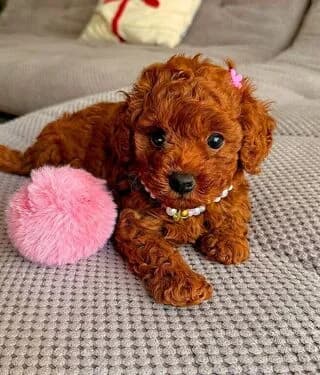 kanis-vista (κανίς-vista),  puppy Mixed Breed for adoption at Dogs Voice, Athens