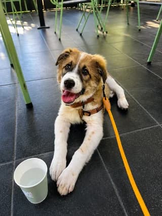 Marley, male puppy Mixed Breed for adoption at Dogs Voice, Athens