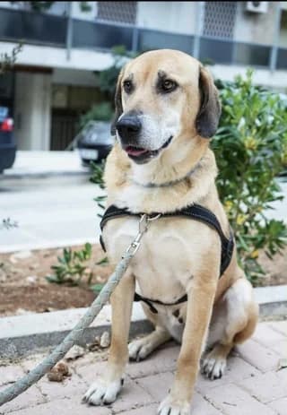 Liza (Λίζα), female 7yo Mixed Breed for adoption at Dogs Voice, Athens