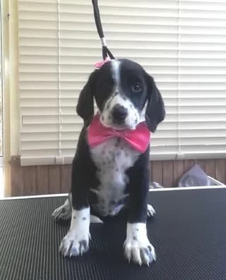 Karamel, female puppy Mixed Breed for adoption at Dogs Voice, Athens