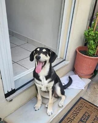 Άris (Άρης), male puppy Mixed Breed for adoption at Dogs Voice, Athens