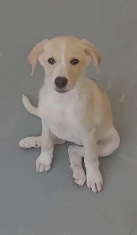 KALLONΉ (ΚΑΛΛΟΝΉ), female puppy Mixed Breed for adoption at Dogs Voice, Athens