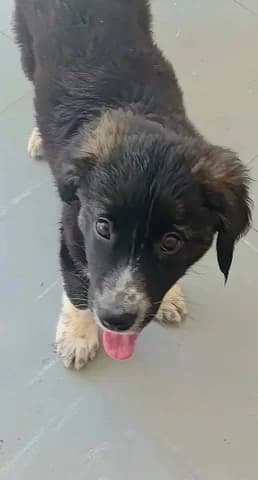 AELLO (ΑΕΛΛΩ), female puppy Mixed Breed for adoption at Dogs Voice, Athens