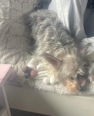 POKY 5 KILA (POKY 5 KΙΛΑ), male 3yo Mixed Breed for adoption at Dogs Voice, Athens