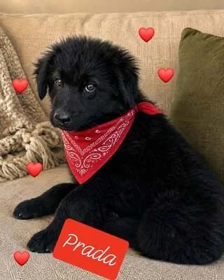 PRADA, 3 minon (PRADA, 3 μηνών), female puppy Mixed Breed for adoption at Dogs Voice, Athens