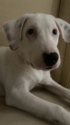 Roxy (Ροξυ), female puppy Mixed Breed for adoption at Dogs Voice, Athens