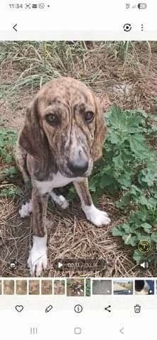 TZENI (ΤΖΕΝΗ), female puppy Mixed Breed for adoption at Dogs Voice, Athens