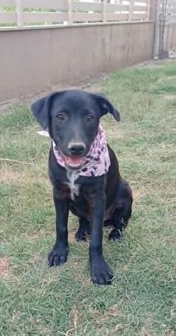 Mikroyla (Μικρούλα), female puppy Mixed Breed for adoption at Dogs Voice, Athens