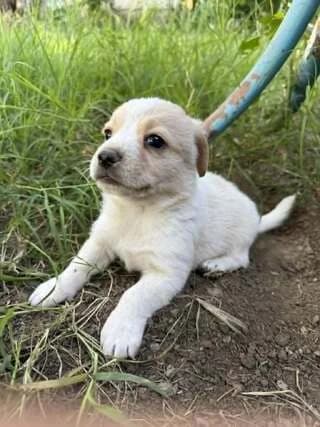 Moraki (Μωράκι), male puppy Mixed Breed for adoption at Dogs Voice, Athens