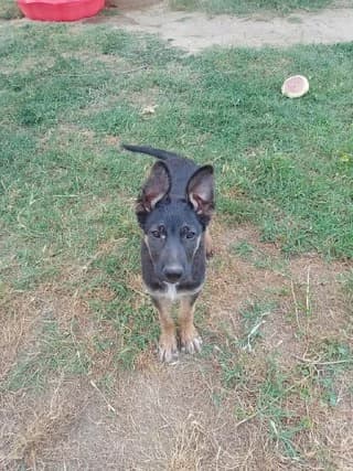 Ntampo (Ντάμπο), male puppy Mixed Breed for adoption at Dogs Voice, Athens