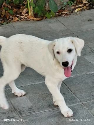 AYRA (ΑΥΡΑ), female puppy Mixed Breed for adoption at Dogs Voice, Athens