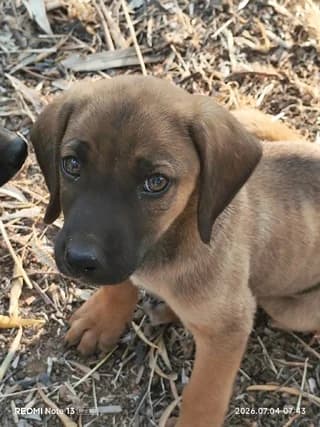 OSKAR (ΟΣΚΑΡ), male puppy Mixed Breed for adoption at Dogs Voice, Athens