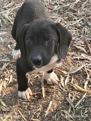 MPILI (ΜΠΙΛΗ), male puppy Mixed Breed for adoption at Dogs Voice, Athens
