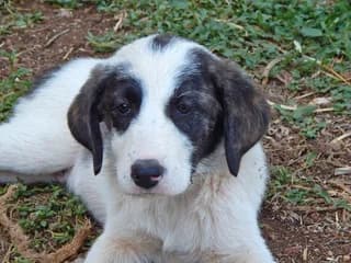 Viktorakos (Βικτωράκος), male puppy Mixed Breed for adoption at Dogs Voice, Athens