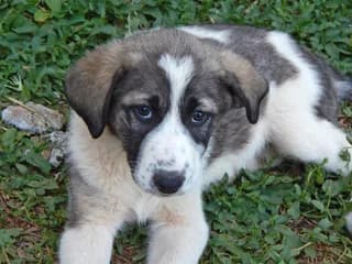 Vruno (Βruno), male puppy Mixed Breed for adoption at Dogs Voice, Athens