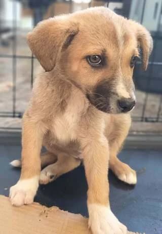 Stefan (Στέφαν), male puppy Mixed Breed for adoption at Dogs Voice, Athens