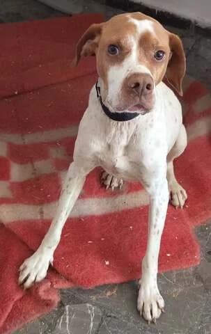 Pipin (Πίπιν), male 3yo Mixed Breed for adoption at Dogs Voice, Athens