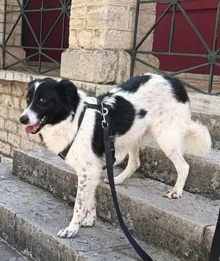 Έlfi (Έλφι), female young Mixed Breed for adoption at Dogs Voice, Athens