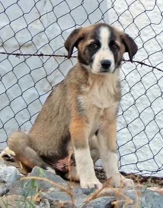 Buddy, male puppy Mixed Breed for adoption at Dogs Voice, Athens