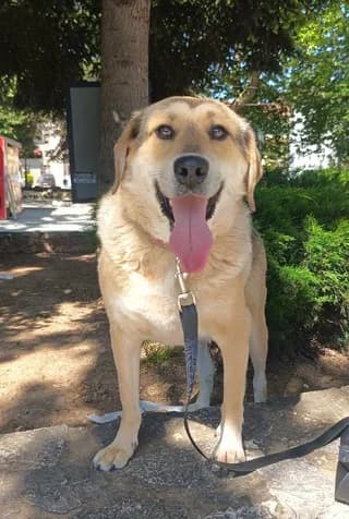 Fransis (Φράνσις), male 3yo Mixed Breed for adoption at Dogs Voice, Athens