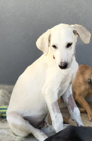 Sherlock, male young Mixed Breed for adoption at Dogs Voice, Athens