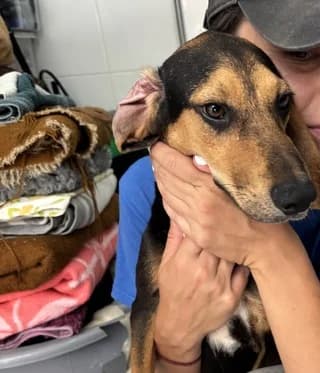 Chloi (Χλόη), female puppy Mixed Breed for adoption at Dogs Voice, Athens