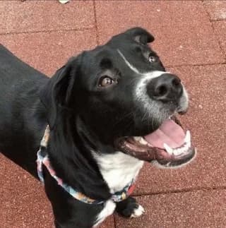 Rafa (Ράφα), male 3yo Mixed Breed for adoption at Dogs Voice, Athens