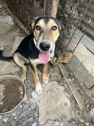 Mark, male puppy Mixed Breed for adoption at Dogs Voice, Athens