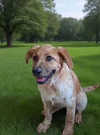VIRNA 4 MINON (ΒΙΡΝΑ 4 ΜΗΝΩΝ), female puppy Mixed Breed for adoption at Dogs Voice, Athens