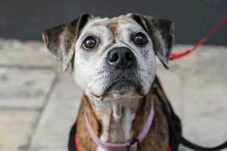 IRA (ΗΡΑ), female 7yo Mixed Breed for adoption at Dogs Voice, Athens