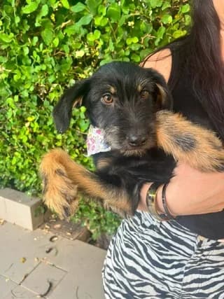 Stroymfita (Στρουμφίτα), female puppy Mixed Breed for adoption at Dogs Voice, Athens