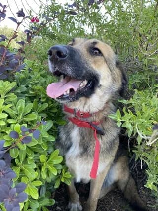 LIZA (ΛΙΖΑ), female 3yo Mixed Breed for adoption at Dogs Voice, Athens