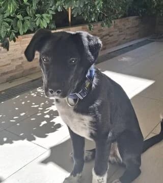 MPIZELI (ΜΠΙΖΕΛΙ), male puppy Mixed Breed for adoption at Dogs Voice, Athens