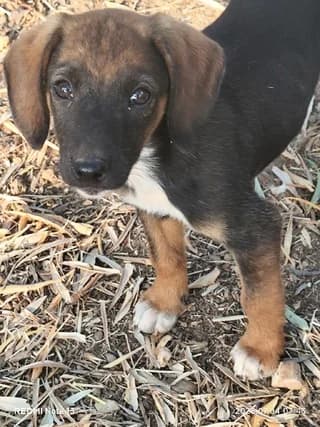 NORA (ΝΟΡΑ), female puppy Mixed Breed for adoption at Dogs Voice, Athens