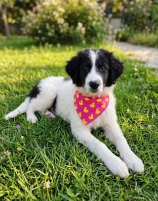 Άrtemis (Άρτεμις), female puppy Mixed Breed for adoption at Dogs Voice, Athens
