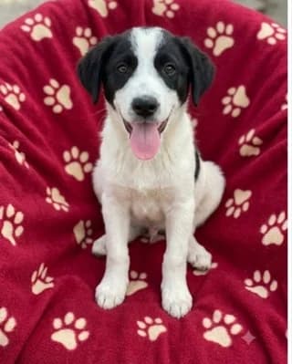Athina (Αθηνά), female puppy Mixed Breed for adoption at Dogs Voice, Athens