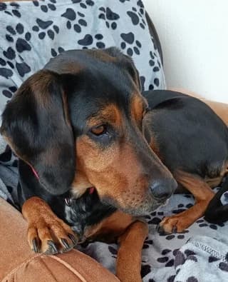 Loyloyka ♥️♥️♥️ (Λουλούκα ♥️♥️♥️), female young Mixed Breed for adoption at Dogs Voice, Athens