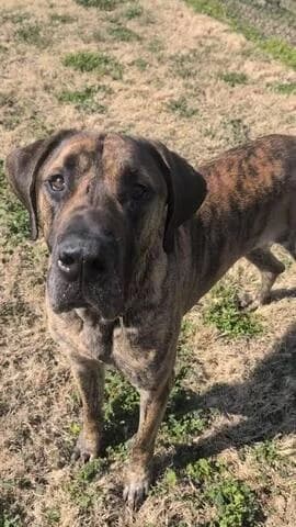 Doggie, male 3yo Mixed Breed for adoption at Dogs Voice, Athens