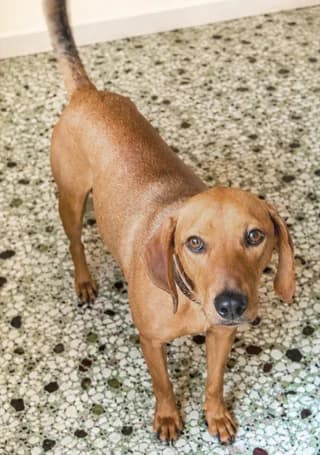 FOIMPOS (ΦΟΙΜΠΟΣ), male 3yo Mixed Breed for adoption at Dogs Voice, Athens