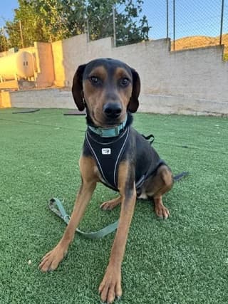 Buddy, male puppy Mixed Breed for adoption at Dogs Voice, Athens