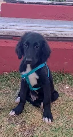 Paspartoy (Πασπαρτού), male puppy Mixed Breed for adoption at Dogs Voice, Athens