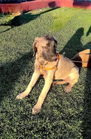 SELINI (ΣΕΛΗΝΗ), female puppy Mixed Breed for adoption at Dogs Voice, Athens