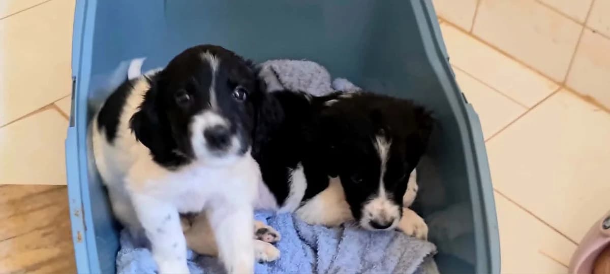 Alma-Ioylios (Alma-Ιούλιος), male puppy Mixed Breed for adoption at Dogs Voice, Athens