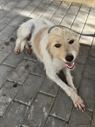 MPAMPIS 12 KILA (ΜΠΑΜΠΗΣ 12 ΚΙΛΑ), Mixed Breed (Dogs Voice)