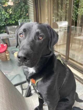 ASHER, male puppy Mixed Breed for adoption at Dogs Voice, Athens
