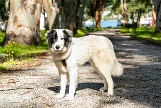SARA, female puppy Mixed Breed for adoption at Dogs Voice, Athens