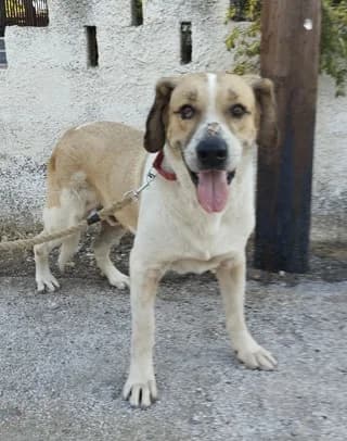 Petros (Πέτρος), male 7yo Mixed Breed for adoption at Dogs Voice, Athens