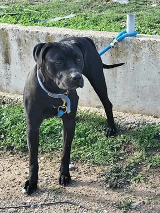 Prins (Πρινς), male 3yo Mixed Breed for adoption at Dogs Voice, Athens